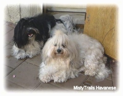 Two long haired dogs - A tan and white Havanese is laying on a brick porch and behind it is a black and white Havanese. They both are looking up.
