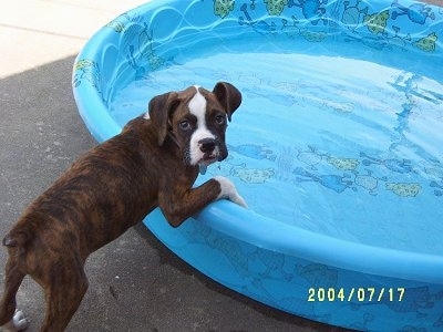 A brindle Boxer puppy has its paw on the side of a blue plastic kiddie pool looking back.