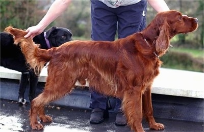 A red Irish setter is being posed by a person behind it. There is a black dog smelling the setter from behind.