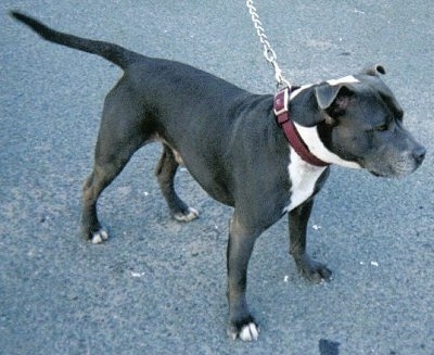 A black with white Irish Staffordshire Bull Terrier is standing on a black top surface.