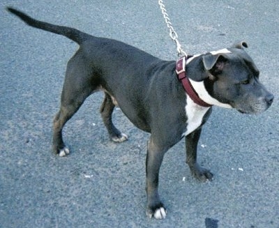 http://www.dogbreedinfo.com/images10/Iirsh%20Staffordshire%20Bull%20TerrierBleus%20Dad.jpg