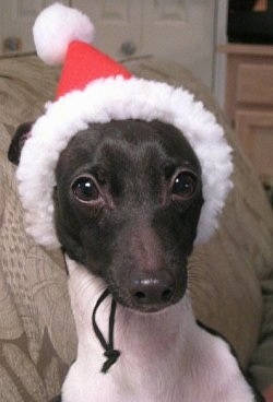 Italian Greyhound Puppies on Italian Greyhound Puppy Dogs