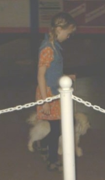 A blonde haired girl is walking a white fluffy dog around a show ring.