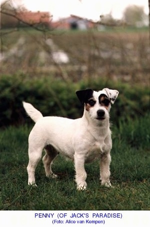 A white with tan Jack Russell Terrier is standing in grass with a farm field and a building blurred behind it. The words - PENNY (OF JACK'S PARADIS) (Foto: Alice van Kempem) - are overlayed