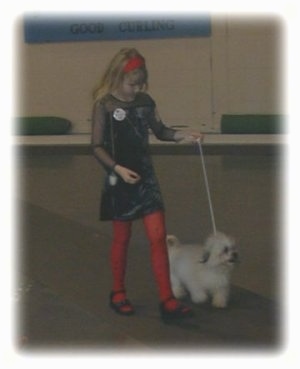 A blonde haired girl is walking a fluffy white dog down a carpet at a dog show.