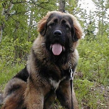 A Caucasian Ovtcharka is sitting outside in the woods with its mouth open and tongue out