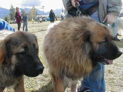 Two Caucasian Ovtcharkas are standing next to each other. There is a man behind one of them. In the background there are scattered groups of people