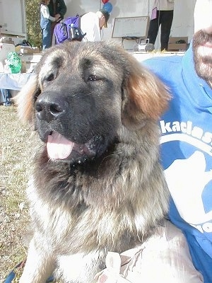  Caucasian Owcharka Caucasian mountain dog Sage Ghafghazi