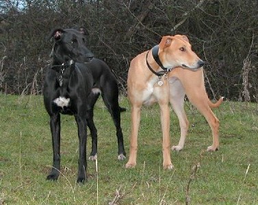 A black with white Lurcher is standing next to a tan with white Lurcher in grass and looking to the left.