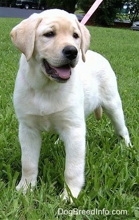 A yellow Labrador Retriever puppy is standing in grass. Its mouth is open and tongue is out. It is looking to the right.