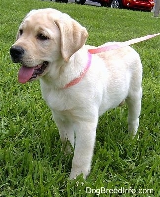 Henry, the Labrador puppy at 3 ½ months