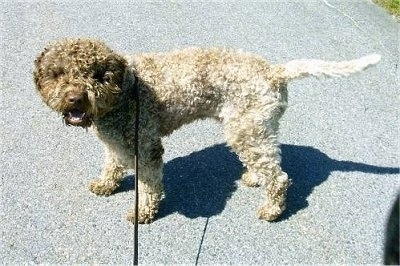 A curly coated brown Lagotto Romagnolo is standing on a black top and it is looking up. Its mouth is open and it looks like it is smiling.