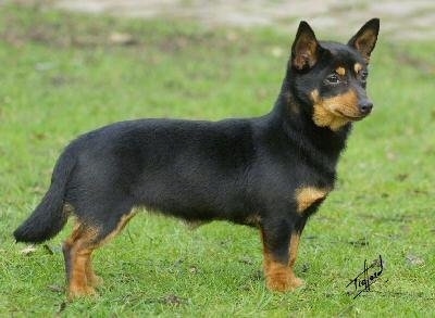 Side-view - A short-legged black with tan Lancashire Heeler dog is standing in grass and looking forward.