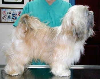 Right profile - A small, longhaired, white and tan with black dog is standing across a metal table. It is looking up and to the right. There is a person behind it.