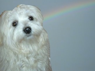 A composited image of a white Lowchen sitting and the background is a rainbow across a sky.