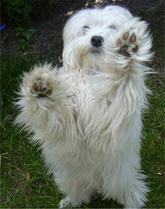 http://www.dogbreedinfo.com/images10/LowchenPawsUp.jpg