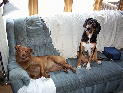 Mongrel = Mixed Breed Dogs Mutt or Mutts - Cross Breed