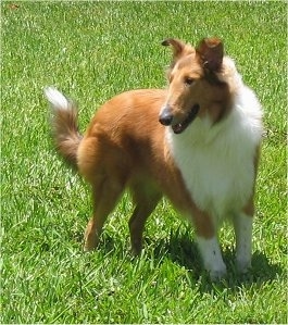 Manny the tan and white Collie is standing in very green grass looking to the left
