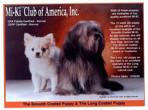 A Mi-Ki Club of America, Inc. cover with two dogs on the front, a short coat white dog and a long coat black, brown and tan dog.