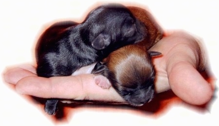 A black Mi-ki puppy is laying on top of a brown with black and white Mi-ki puppy in a persons hand