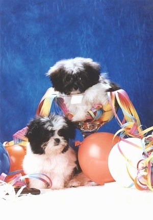 A white and black Mi-ki puppy is sitting in a tall large glass cup with colorful rainbow strings coming out of it. There is a second Mi-ki puppy sitting under it and looking down at the balloons next to it on a white surface and a blue background.