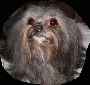 Close up head shot - A longhaired gray with tan and white Mi-ki is looking up.