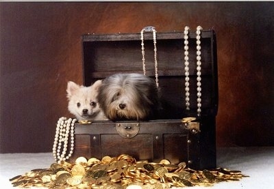 A smooth coat and long coat Mi-ki are sitting in side of a treasure chest with a pile of gold coins in front of it and pearl necklaces hanging on the open lid behind the dogs and in the front left corner of the chest.