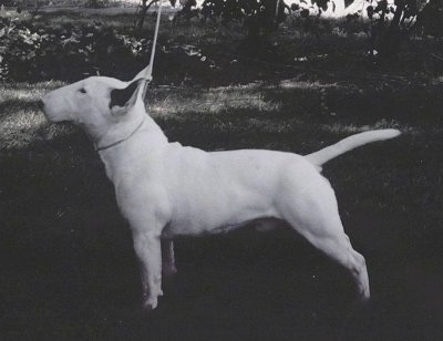 Right Profile - Black and white picture of a white Bull Terrier posing in a show stack