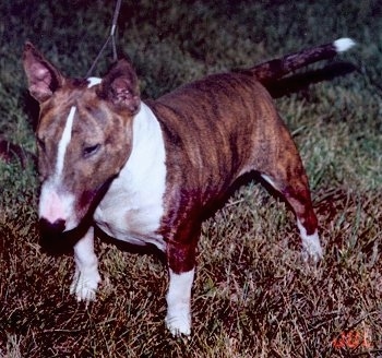 Bull Terrier standing outside