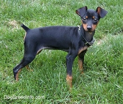 Side view - A black and tan Miniature Pinscher Puppy is standing in grass and it is looking to the right of its body. It has a black leather spike collar on that is a tad too large for its neck.