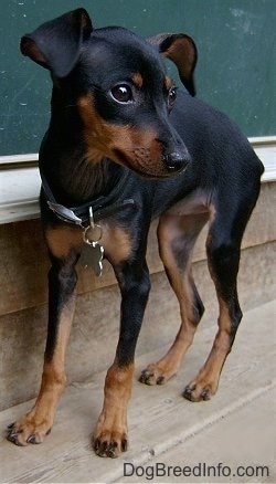 A thin frail looking black and tan Miniature Pinscher puppy is standing on a wooden deck in front of a green doorway.