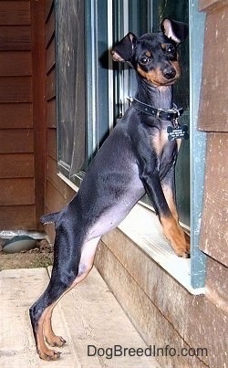 A black and tan Miniature Pinscher puppy is outside on a wooden deck with its front paws up on the ledge of a sliding glass door.
