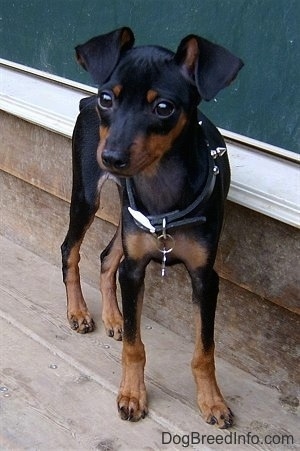 A black and tan Miniature Pinscher puppy is standing in front of a doorway on a wooden deck looking forward.
