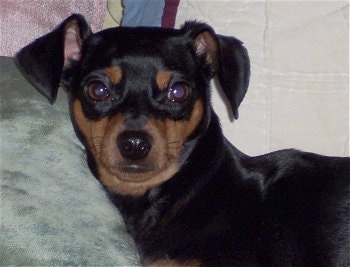 Close up head shot - A black and tan Miniature Pinscher Puppy is laying on a mint green couch. Its head is near the arm of the couch.