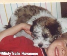 A brown and white Havanese puppy is laying on the neck of a smiling boy.