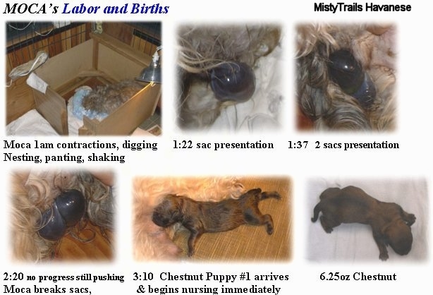 pictures of puppies being born