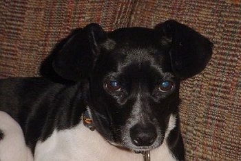 Close up head shot - A black with white Mountain Feist is laying on a tan couch looking forward.