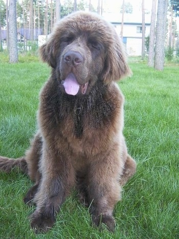 A fluffy, brown Newfoundland puppy is sitting in grass. Its eyes are closed, its mouth is open and tongue is out. It has a large head, big nose and big droopy lips.