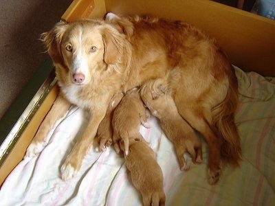 View from above looking down at the dog - A red with white Nova Scotia Duck-Tolling Retriever is laying in a whelping box nursing four puppies looking up.