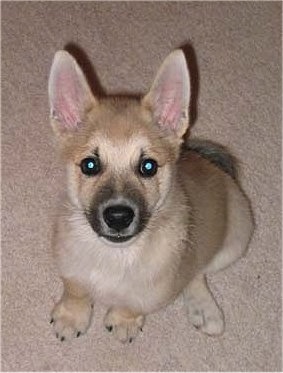 View from the top looking down at the dog - A small, perk-eared, tan with white Norwegian Buhund puppy is sitting on a tan carpet looking up.