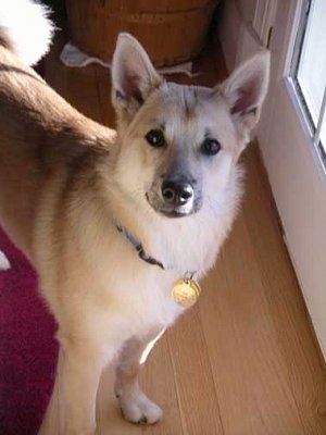 View from above looking down at the dog - A perk-eared, tan with white Norwegian Buhund dog is standing on a hardwood floor in front of a door and it is looking forward.