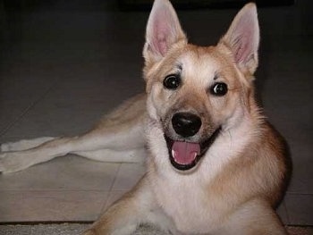 View from the front - A tan with white Norwegian Buhund dog is laying in a doorway looking to the right. Its mouth is wide open and it looks like it is smiling.