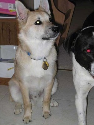 Front view - A tan with white Norwegian Buhund dog is sitting on a white tiled floor and it is looking up and to the right. Next to it is a black and white dog.