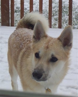 Front view upper body shot - A tan with white Norwegian Buhund is standing on a porch that is being covered in snow. There are snow flakes on the dog.