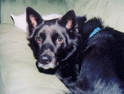 Close up - The bak left side of a black Norwegian Elkhound that is laying on a couch, it is looking forward and across from it is a white cat.