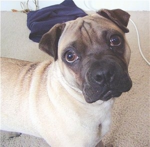 Close Up head and upper body shot - A tan with black Ori Pei is standing on a tan carpet looking forward. Its head is slightly tilted to the left. It has small rose ears and wrinkles on its forehead.