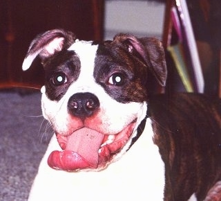 Close up head and upper body shot - A brown brindle and white Olde Boston Bulldogge is laying down on a carpet and it is looking forward. Its mouth is open and its long wide tongue is curled out.