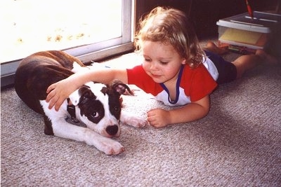 A brown brindle and white Olde Boston Bulldogge is laying down on a carpet and behind it is a sliding door. There is a baby laying on her belly next to it with her arm over top of the dog.