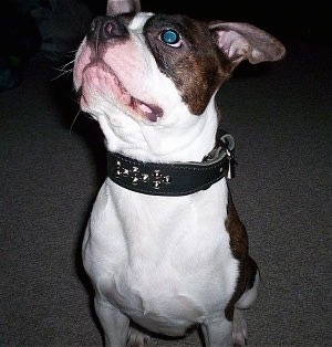 Close up front view head and upper body shot - A wide-chested, brown brindle and white Olde Boston Bulldogge is sitting on a carpet looking up.