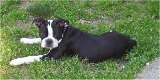 Side view from above looking down at the dog - A black with white Olde Boston Bulldogge puppy is laying outside in grass looking in the direction of the camera.